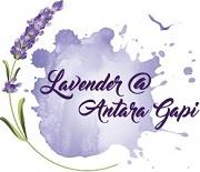 Lavender